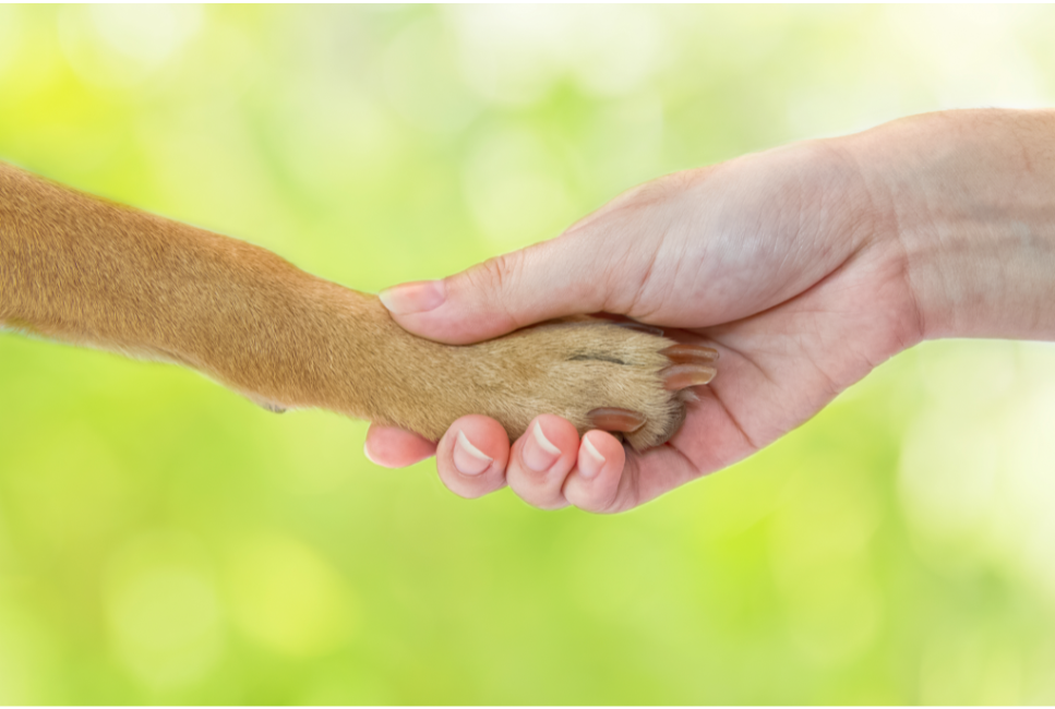 Praktische Tipps, wie Sie Ihren Hund an das Pfötchengeben gewöhnen und ihm dann das Kommando "Pfötchen geben auf Kommando" beibringen.