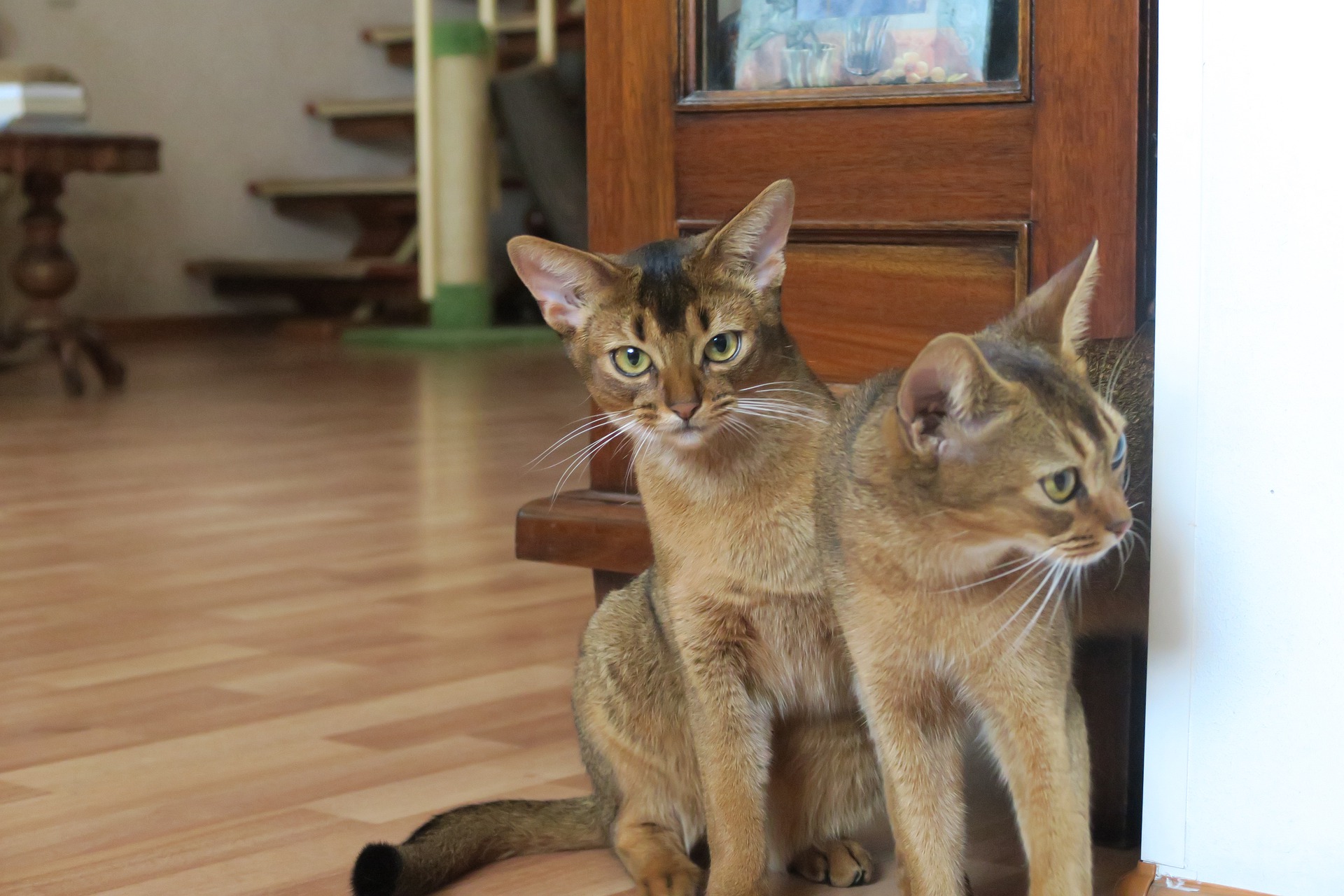 Abessinier-Katzen sind gesellig und brauchen viel Aufmerksamkeit.