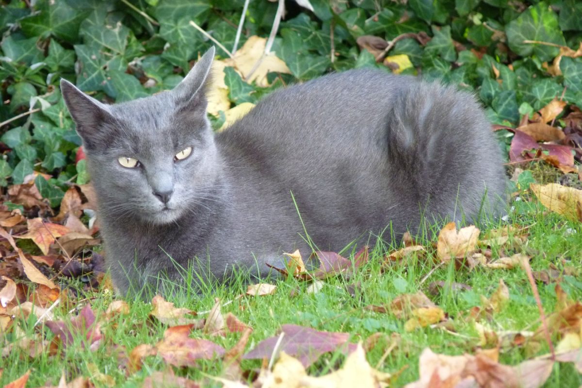 Katzen des Glücks und der Liebe, durch die sichtbaren Herzen auf dem Körper.
