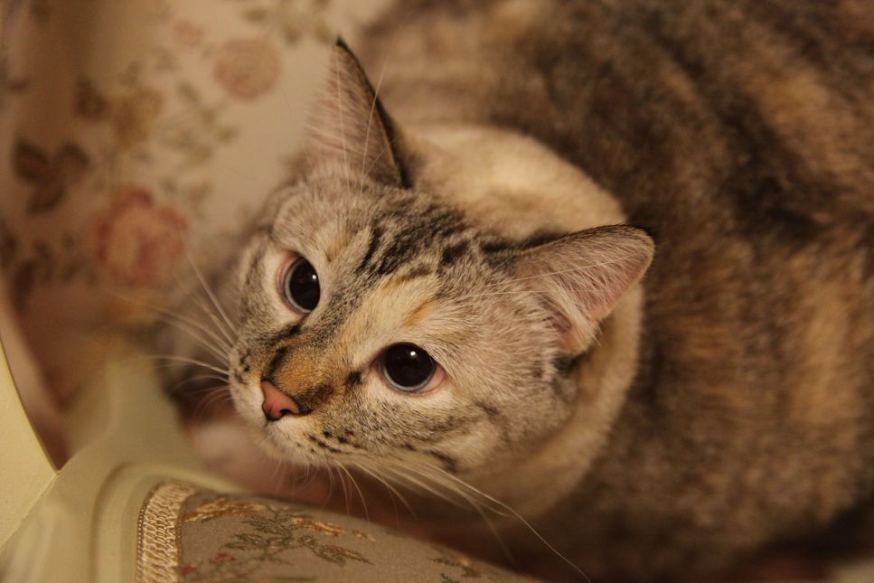 Die Katze und die grüne Gurke, hat die Katze Angst vor Gurken?