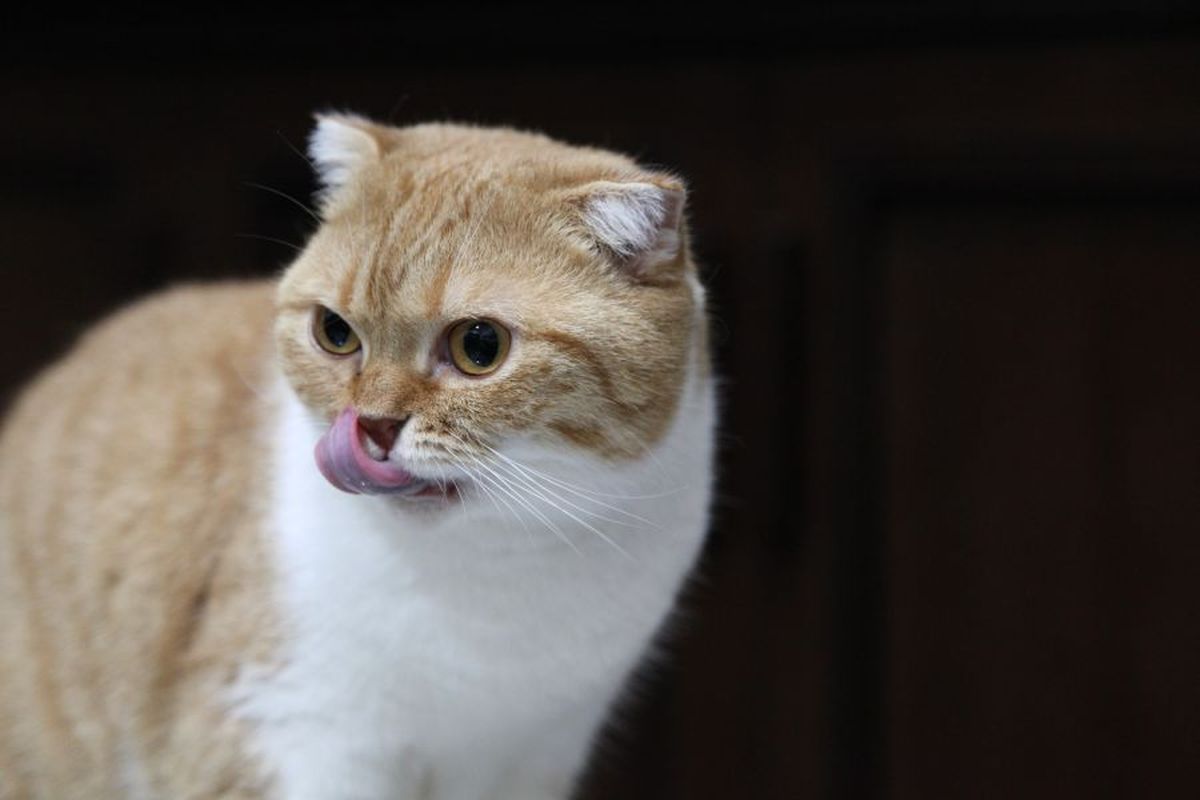 Taurin hat eine Reihe von Schlüsselfunktionen im Körper der Katze.
