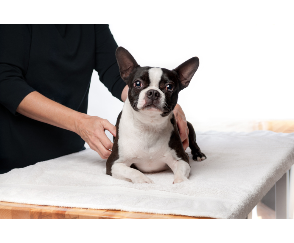 Wie massiert man seinen Hund richtig?