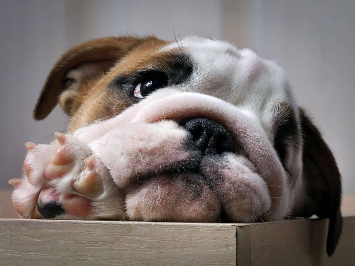 Was dürfen die Hunde und Katzen nicht essen?