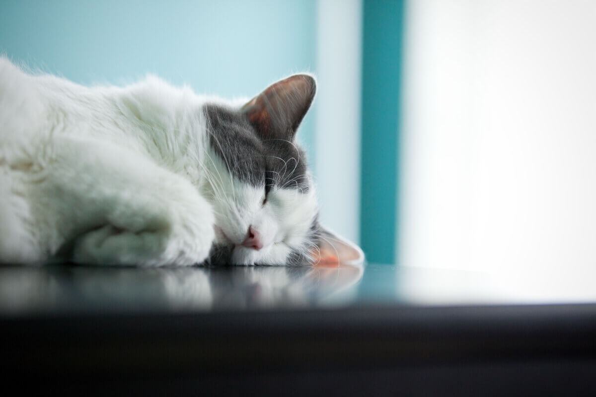 Gesundheit und Vorbeugung - wann geht man mit Hund und Katze zum Tierarzt?