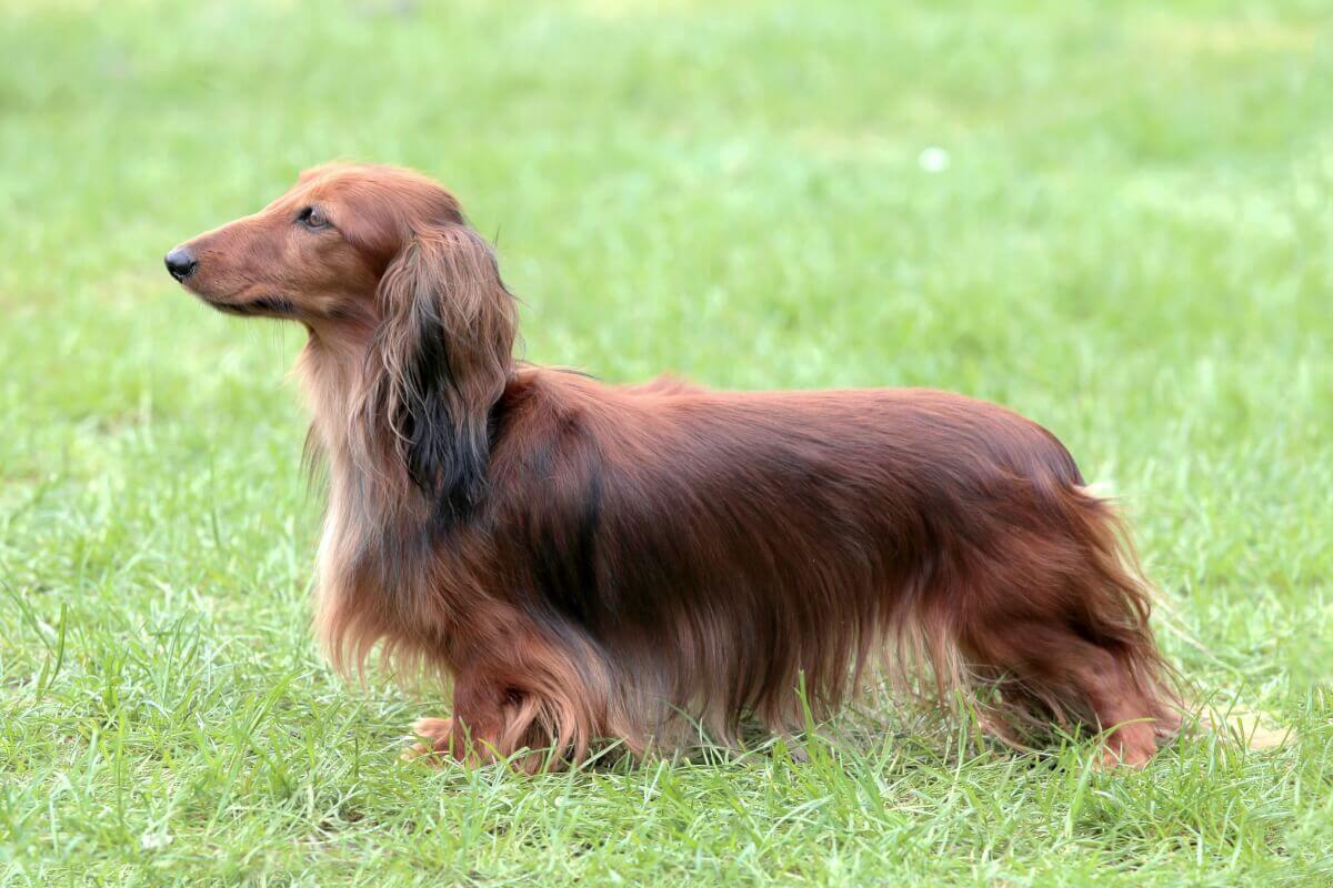 Hunde-Enzyklopädie Dackel