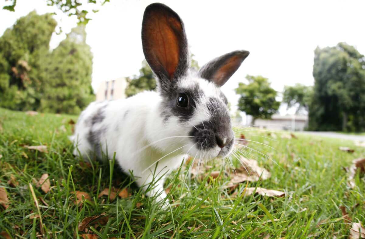 Welches Heu für das Kaninchen?