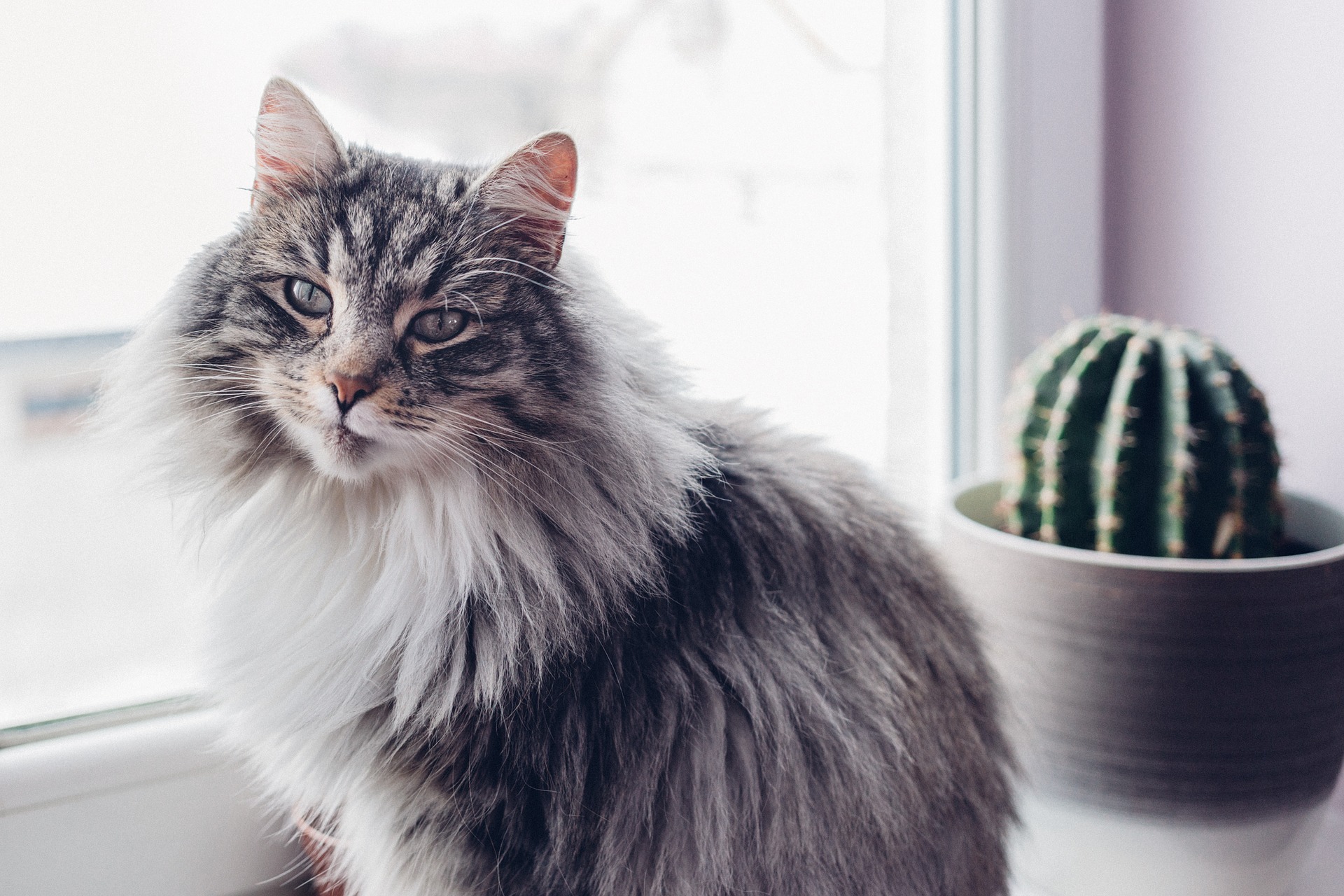 Wenn wir diese Möglichkeit haben, ist es normalerweise am besten, die Katze zu Hause in der Obhut der Familie oder von Freunden zu lassen.
