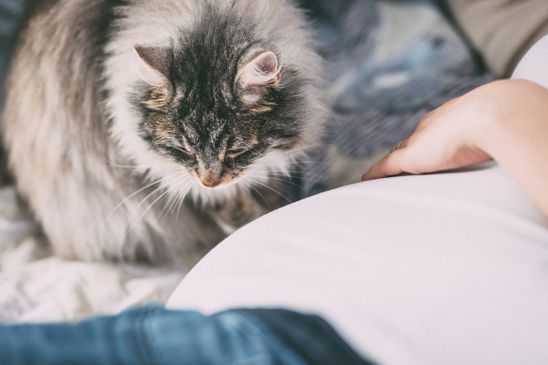 Wie bereite ich eine Katze auf die Ankunft eines Neugeborenen zu Hause vor?