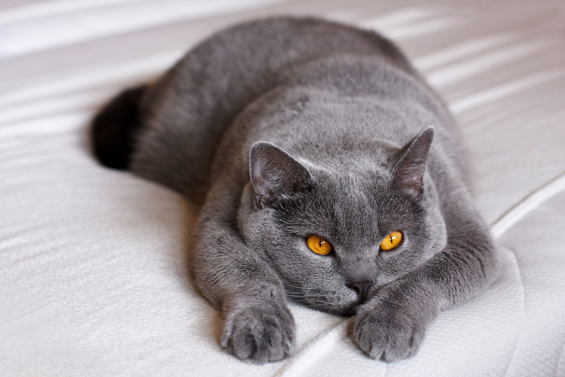 Die Kastration der Katze wird vor der ersten Läufigkeit, etwa 4 Monate alt, empfohlen