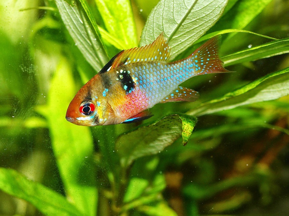 Welche Fische für das erste Aquarium?