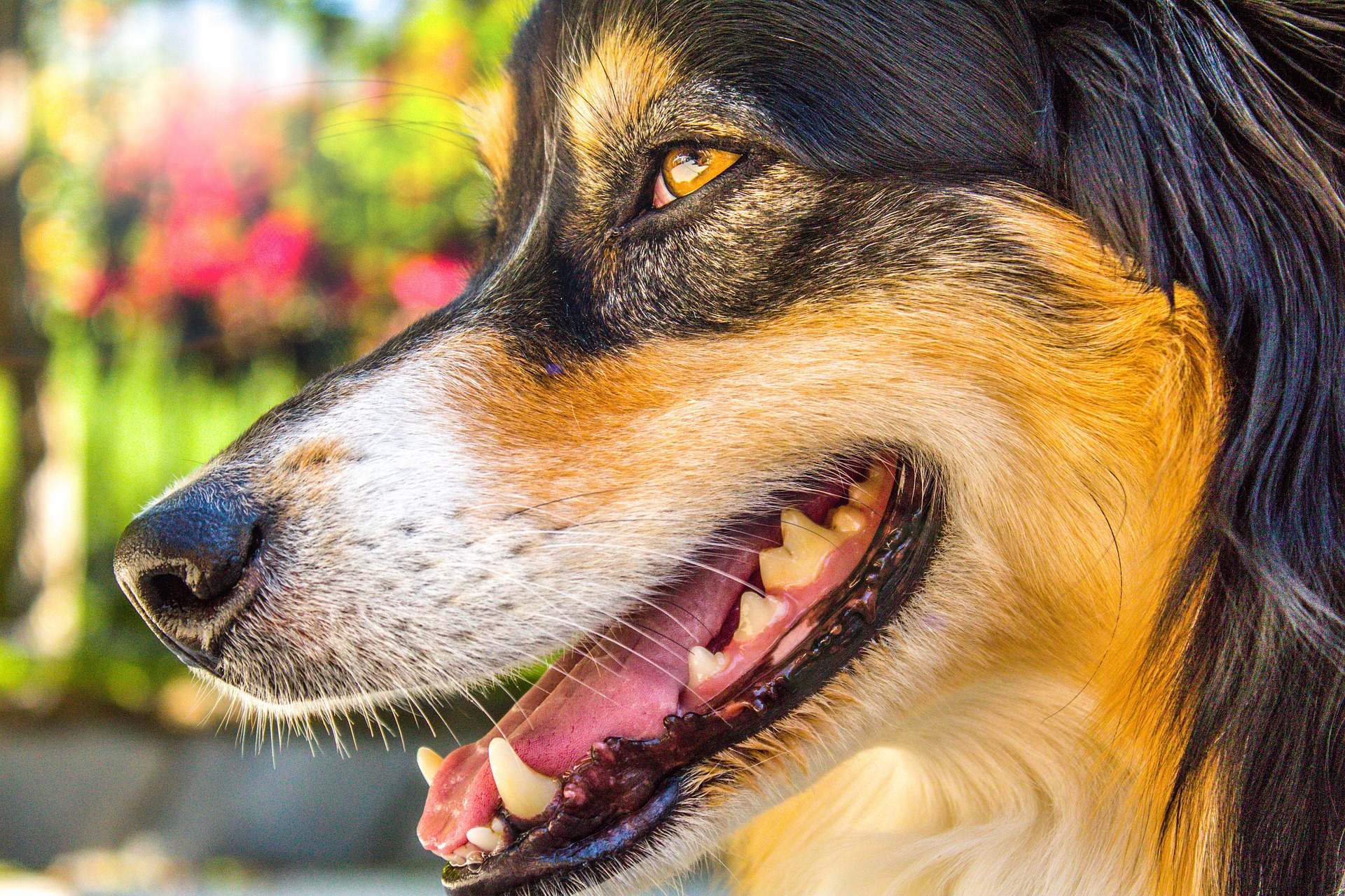 Arten von Maulkörben für Hunde, die beste auswählen