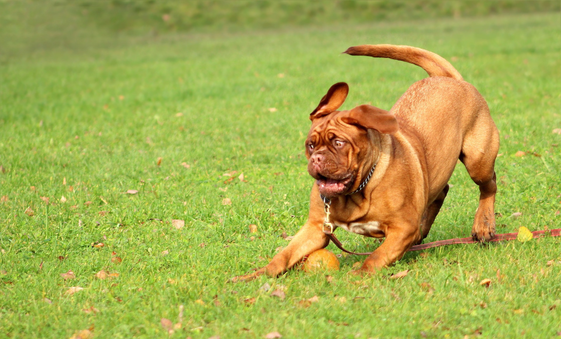 Rohes Fleisch für den Hund
