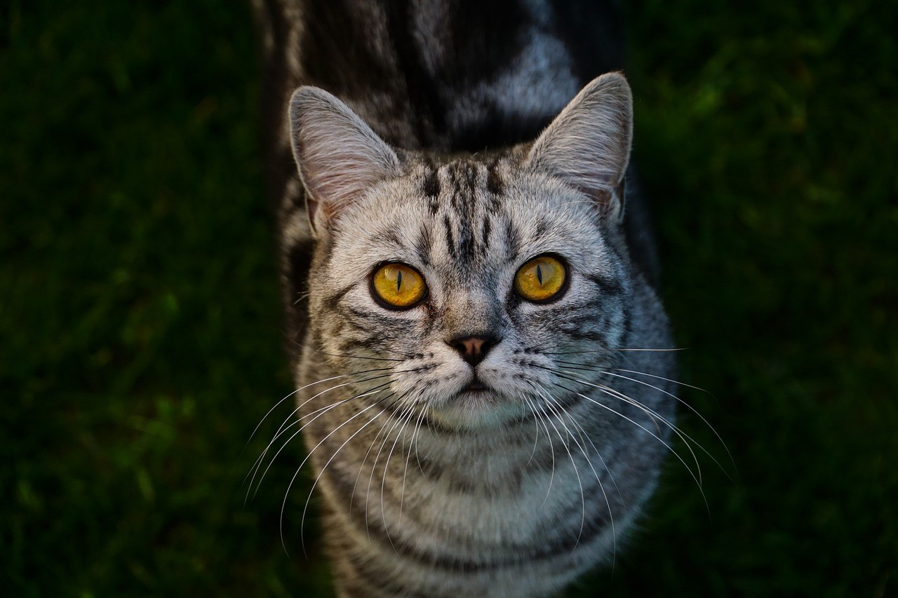 Britische kurzhaarige Katze - Merkmale, Pflege, Gesundheit
