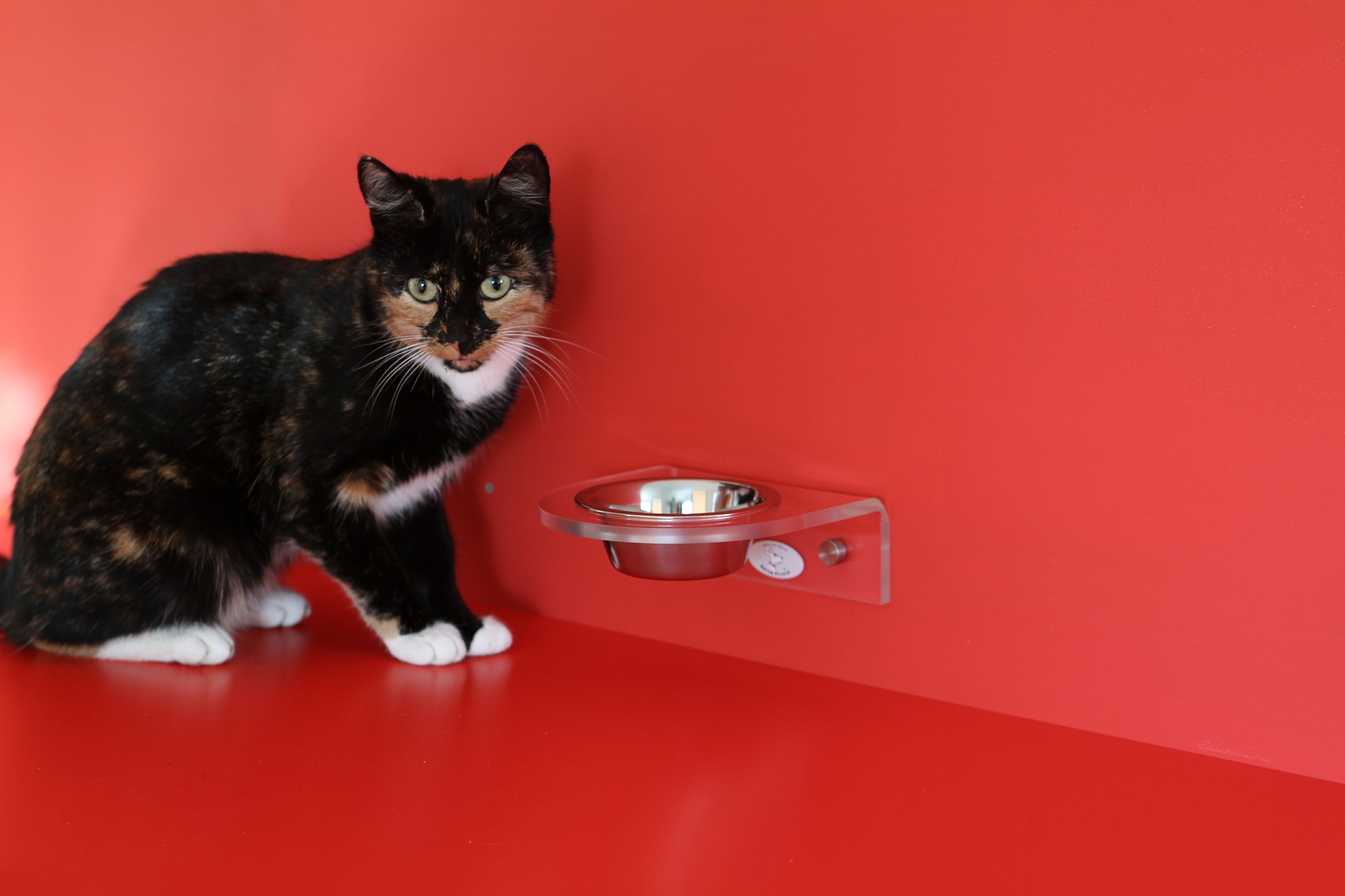 BARF-Diät - sollten Katzen rohes Fleisch erhalten