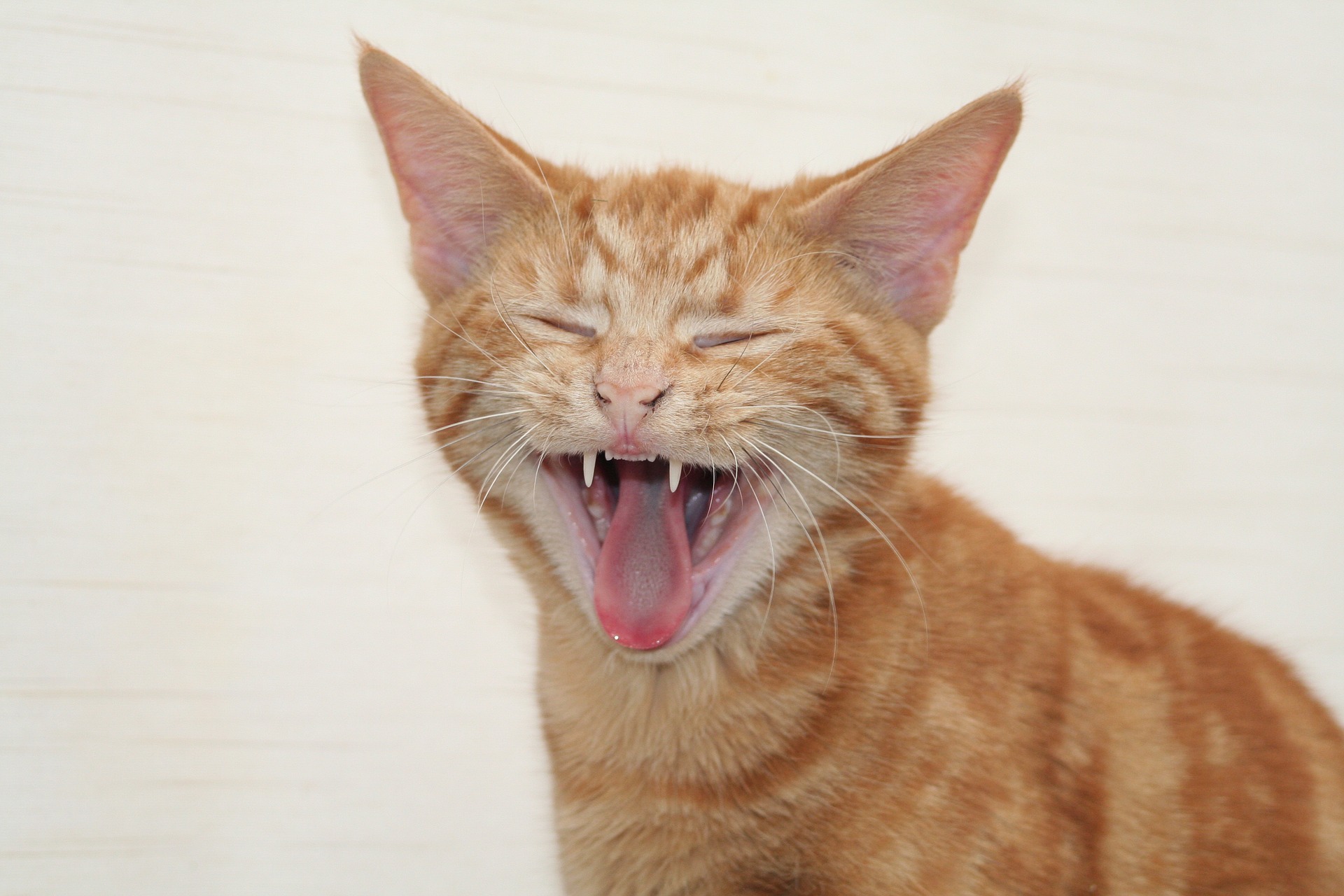 Es lohnt sich aus vielen Gründen, die Körpersprache der Katze zu kennen.