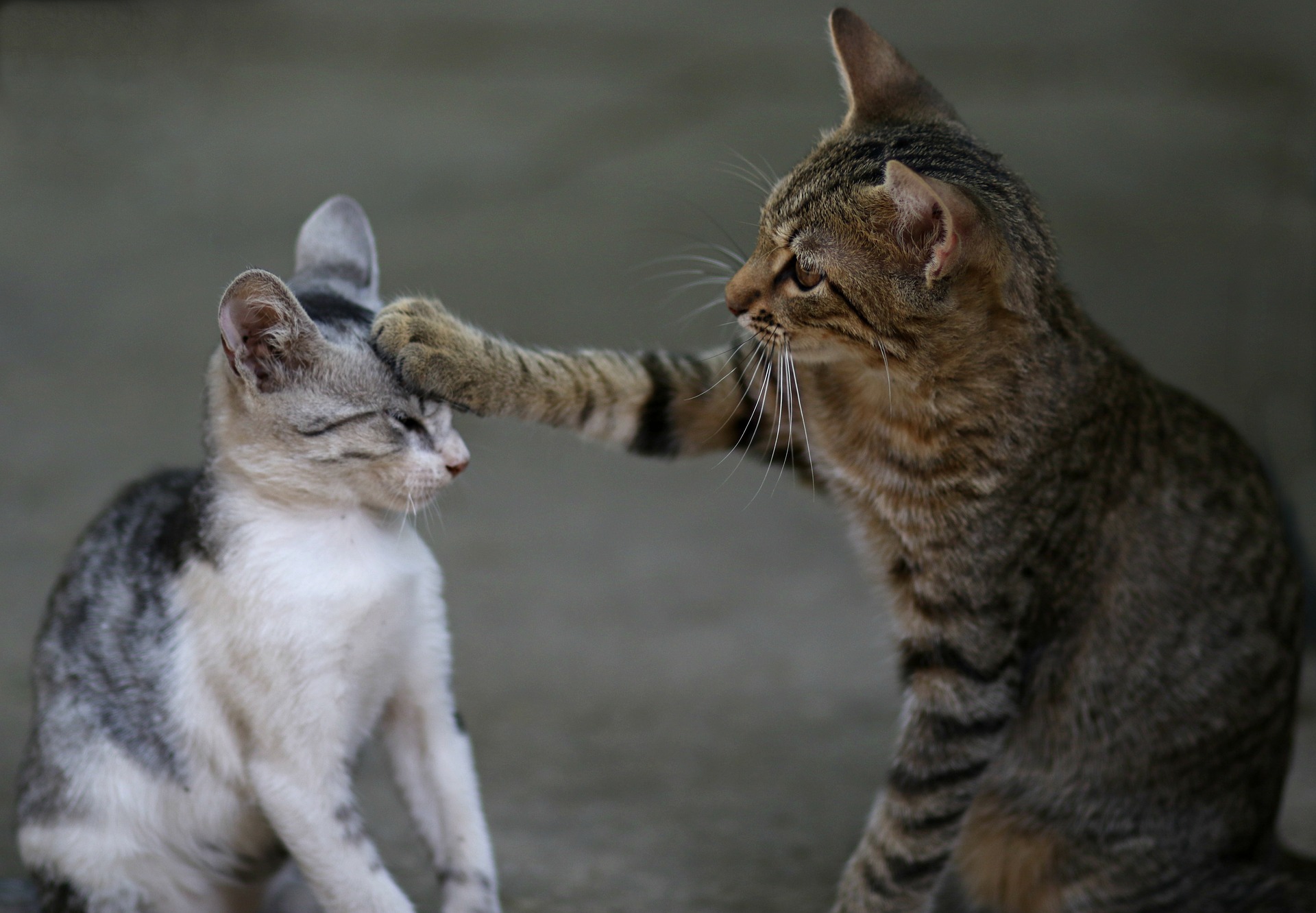 Eine neue Katze im Haus terrorisiert den bereits vorhandenen Bewohner