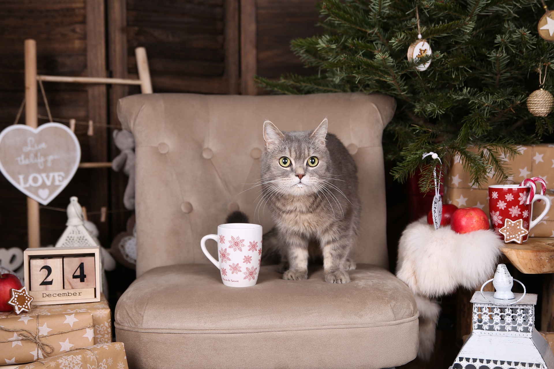 So kann Ihr Liebling ganz stressfrei Weihnachtszeit verbringen.