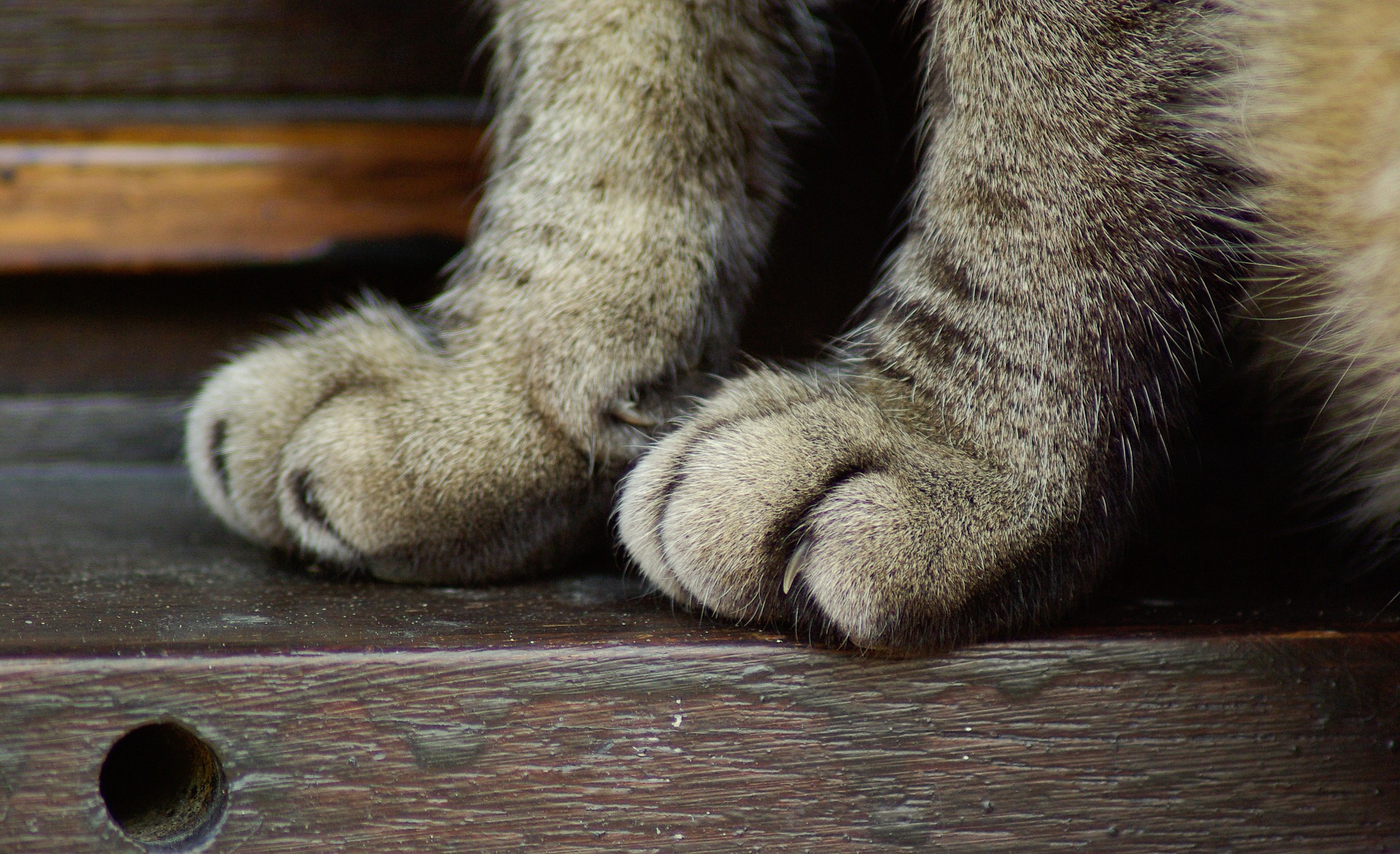 Eine Katzenkralle sollten Sie immer nur dann schneiden, wenn sie so lang gewachsen ist, dass die Katze sich nicht mehr ungehindert damit fortbewegen kann.