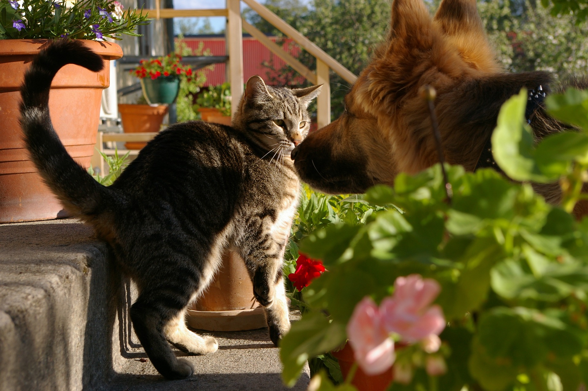 Können sich Hund und Katze verstehen und mögen?