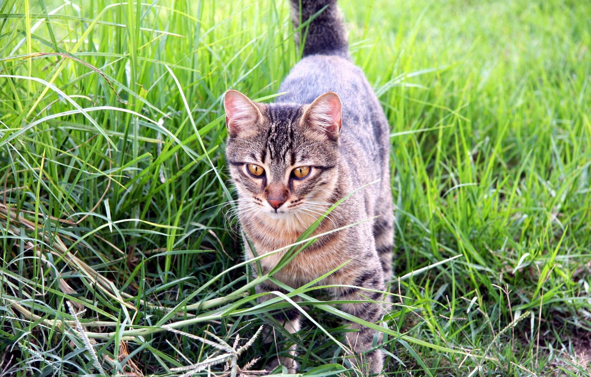 Katze markiert das Gelände