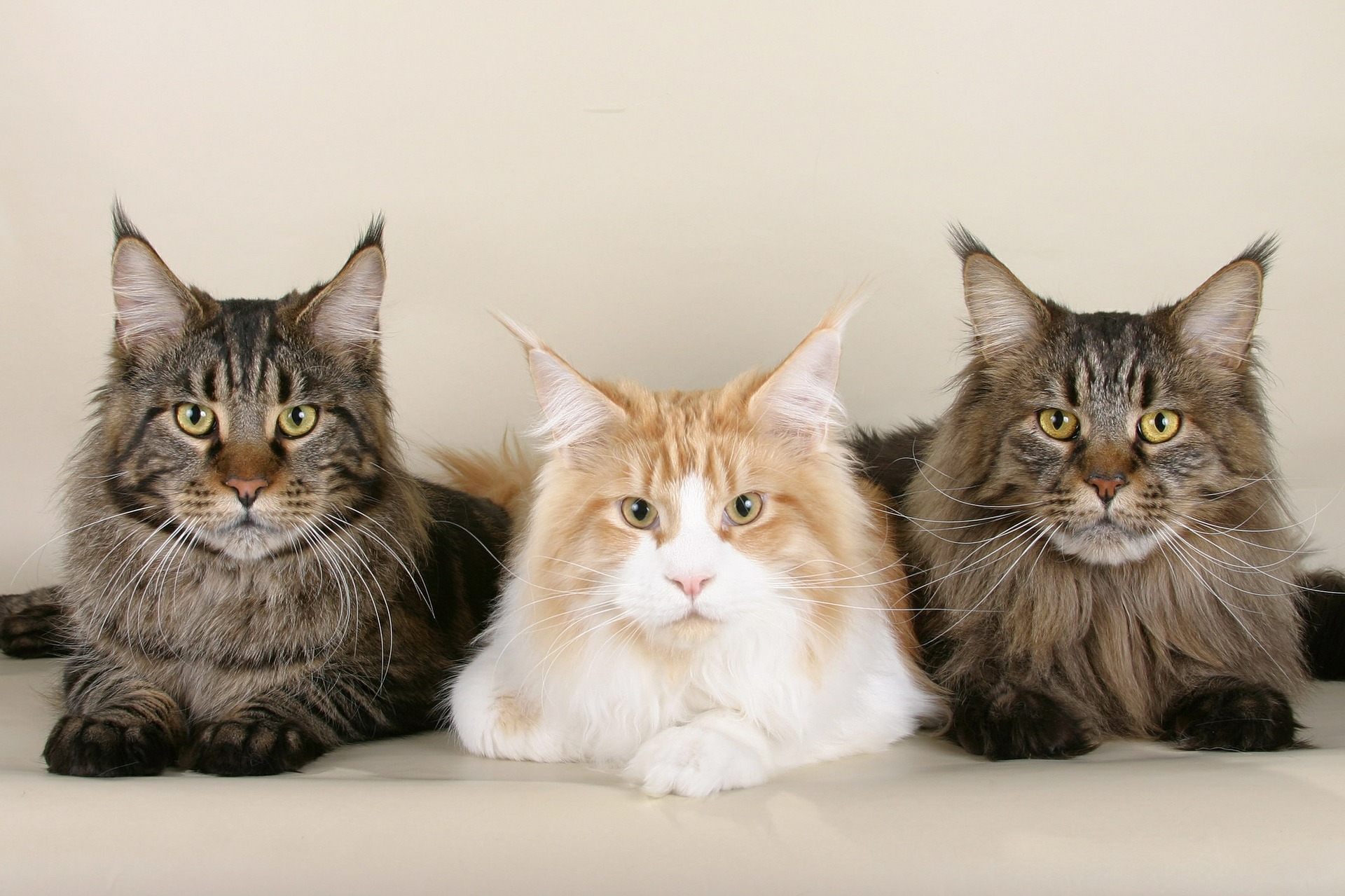 Maine Coons sind gesellig, so dass man sie gut zu mehreren, aber auch mit anderen Haustieren zusammen halten kann.