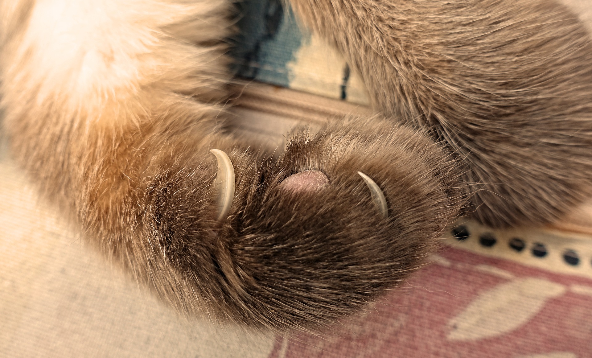 Drücken Sie in die Mitte der Tatzen, damit Ihre Katze ihre Krallen ausfährt.