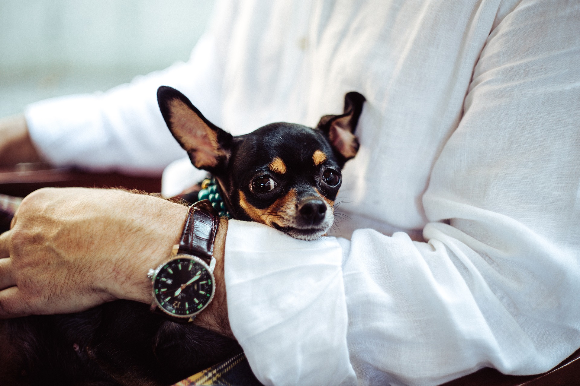 Wie misst man die Temperatur eines Hundes? Was ist die richtige Körpertemperatur für einen Hund?