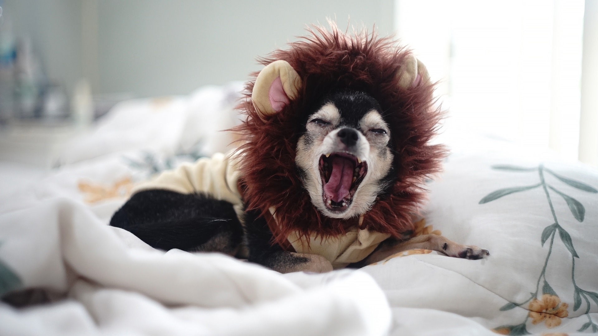 Schläfrige Chihuahua