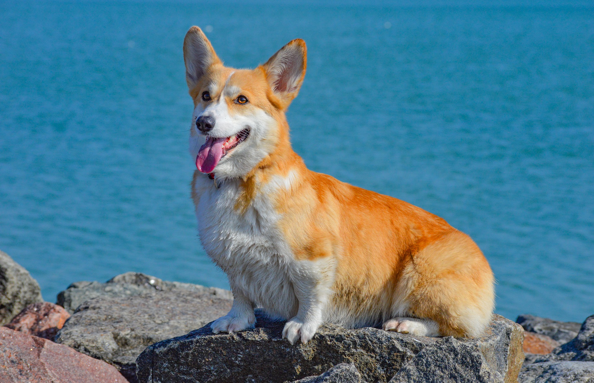 Corgi-Kleine, bockige, komisch aussehende Hunde.