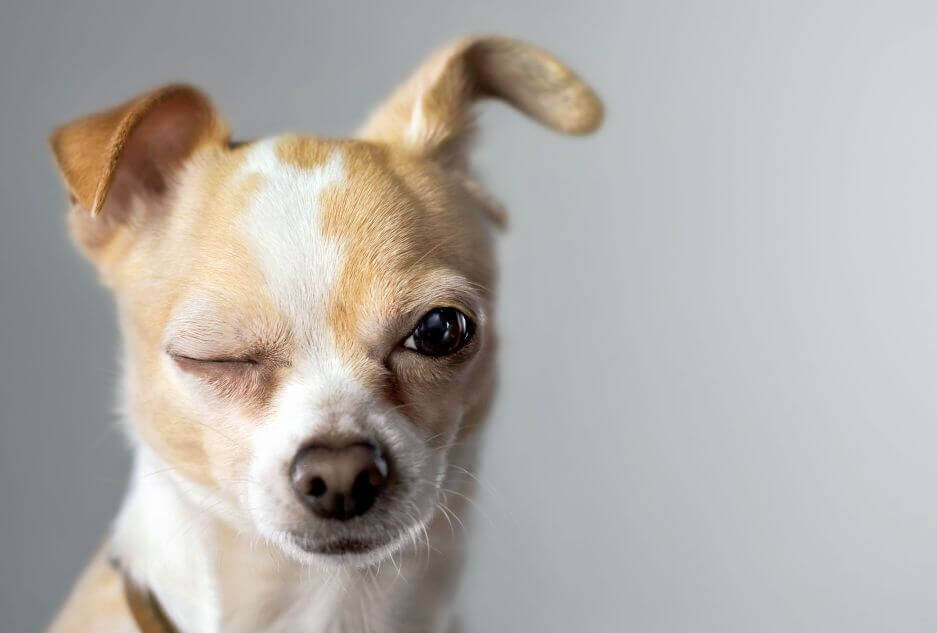 Hunde chippen - ist das notwendig?