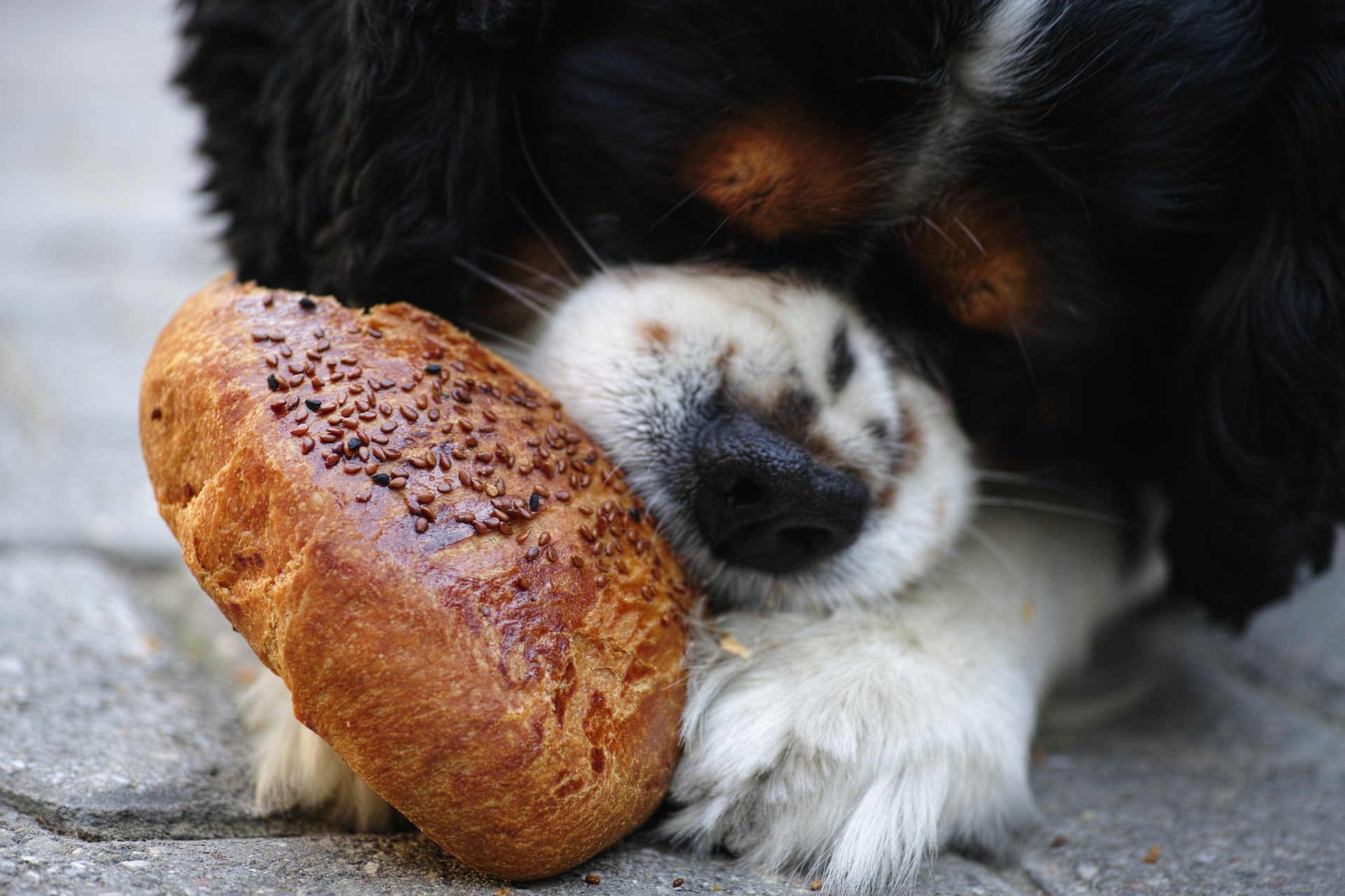 Warum frisst der Hund vom Tisch?