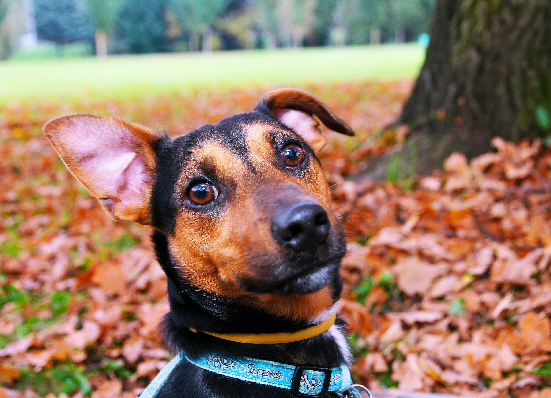 Reinigung von Hunde- und Katzenohren. Wie pflegt man ihre Ohren richtig?