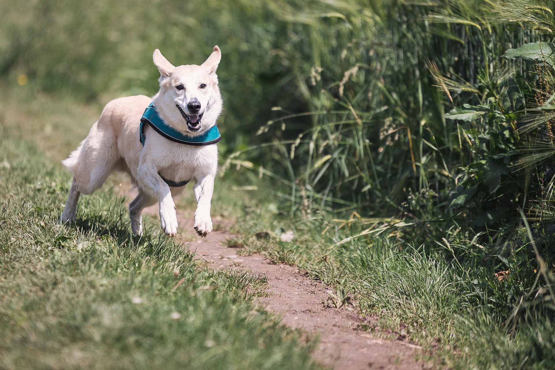 Wie wirkt sich das Pfeifen auf den Hund aus? Wie kann man die Pfeife richtig einsetzen?
