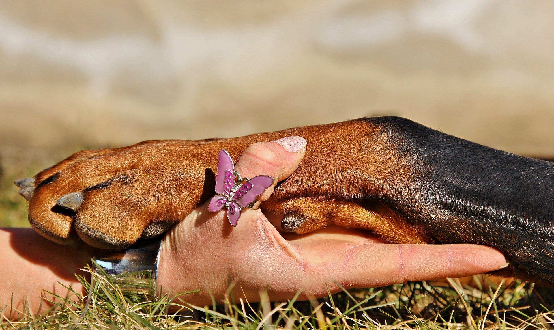 Impfungen für Hunde und Katzen