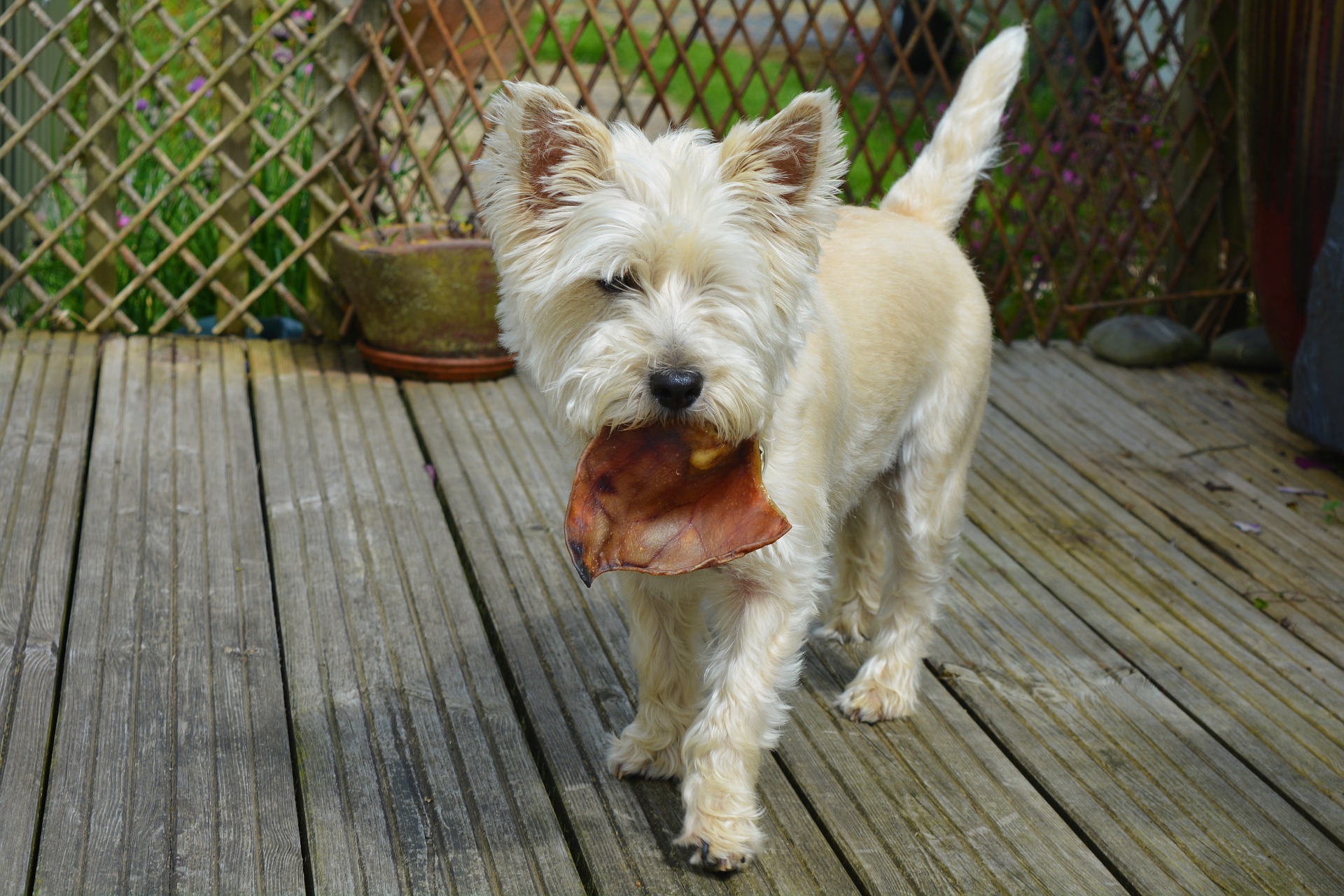 Die Auswahl der besten Leckerlis für Ihren Hund sorgt nicht nur für Freude, sondern auch für Gesundheit.