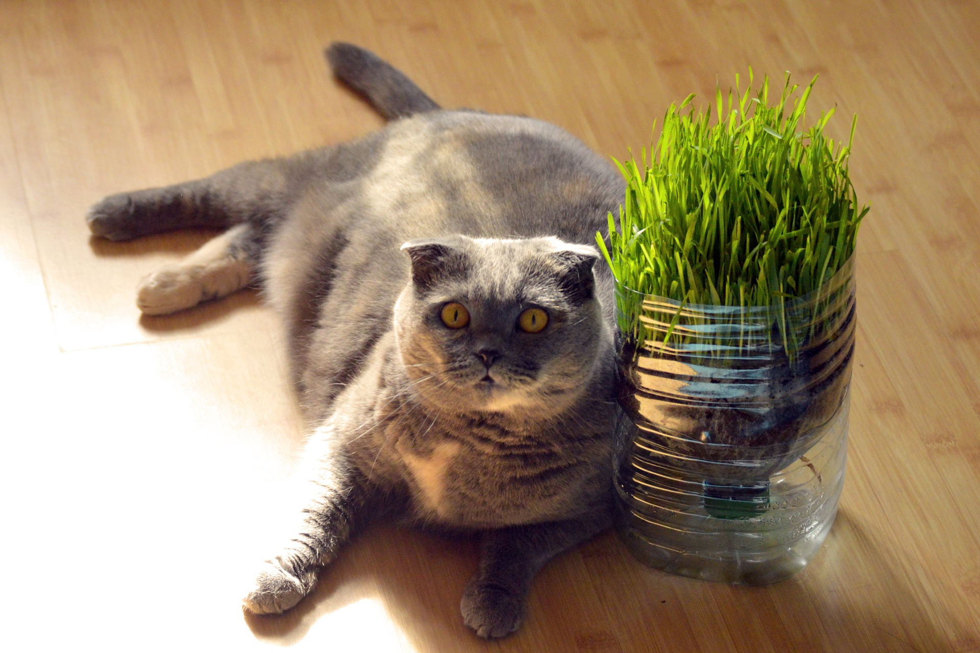 Es ist zu beobachten, dass sowohl Tiere, die wild leben als auch Schoßkatzen gerne die Pflanzen beißen. Dies ist durch die physiologischen Bedürfnisse der Katzen gerechtfertigt. Es lohnt sich also, einer vierbeinigen Katze Zugang zum sogenannten "Katzengras" zu gewähren.