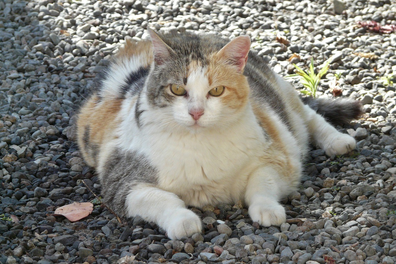 Übergewichtige Katze