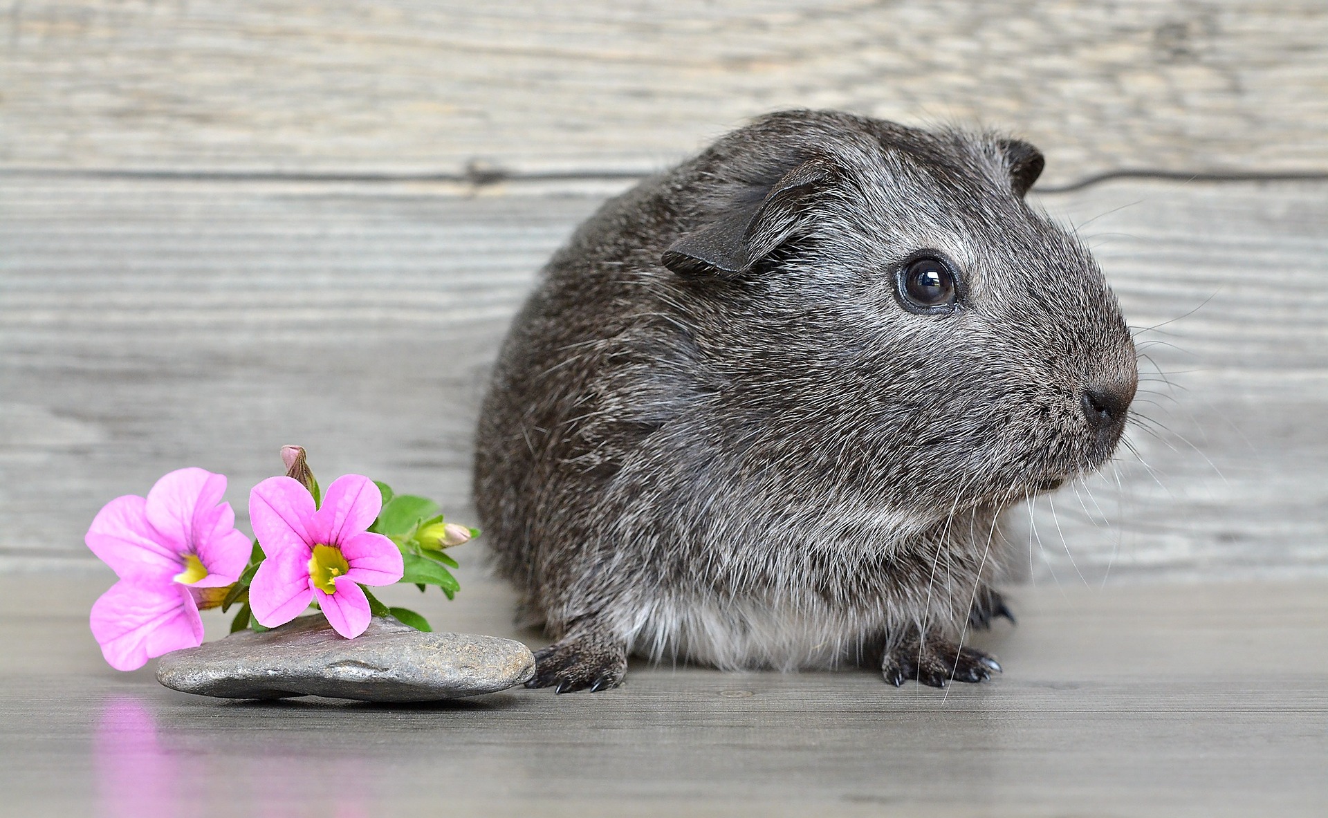 Meerschweinchen sind Herdentiere und sie mögen die Gesellschaft anderer Vertreter ihrer Spezies. Einige von ihnen, die allein leben, fallen sogar in Depressionen.