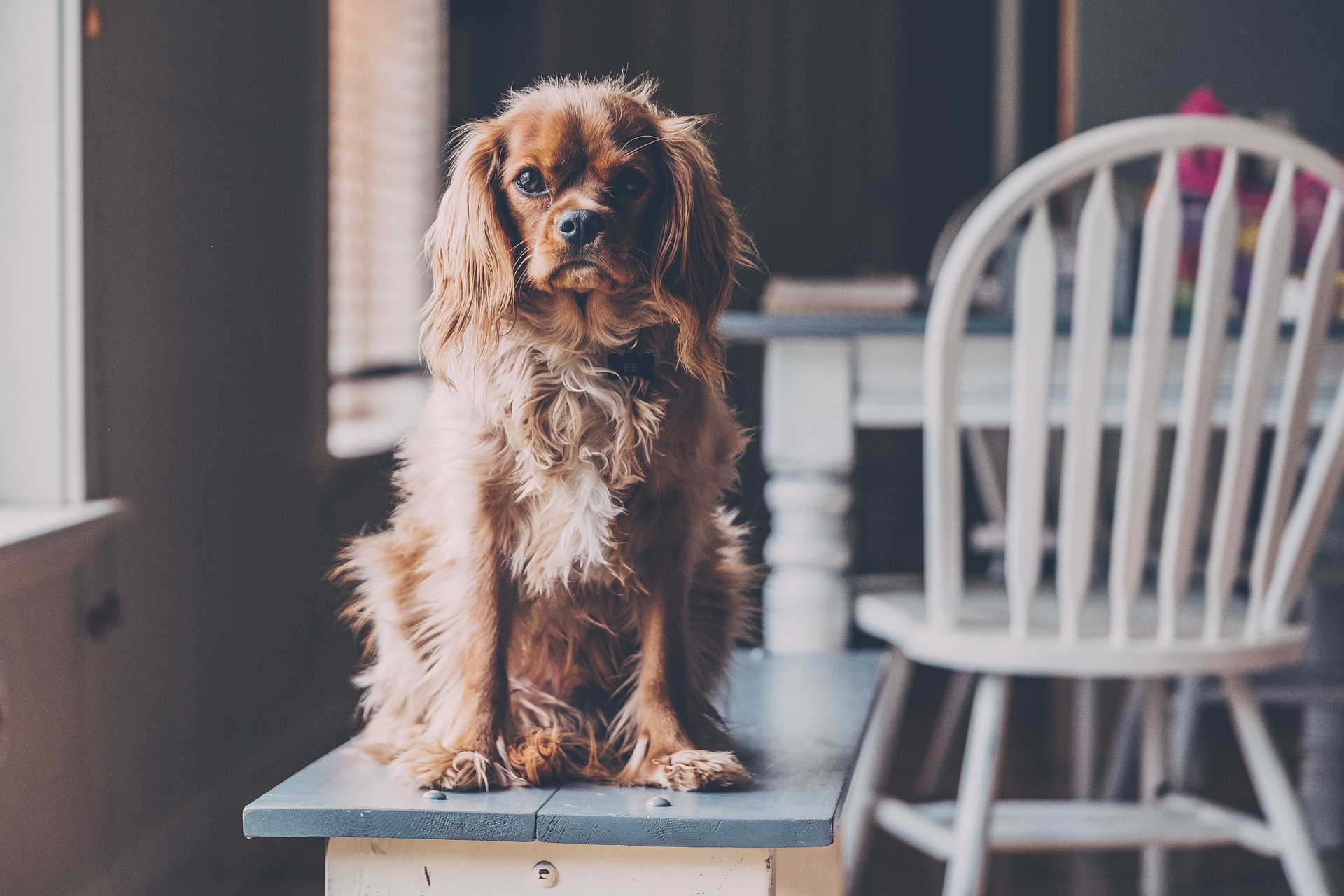 Der Cavalier King Charles Spaniel ist anspruchslos und eignet sich für die Haltung in einer Etagenwohnung.