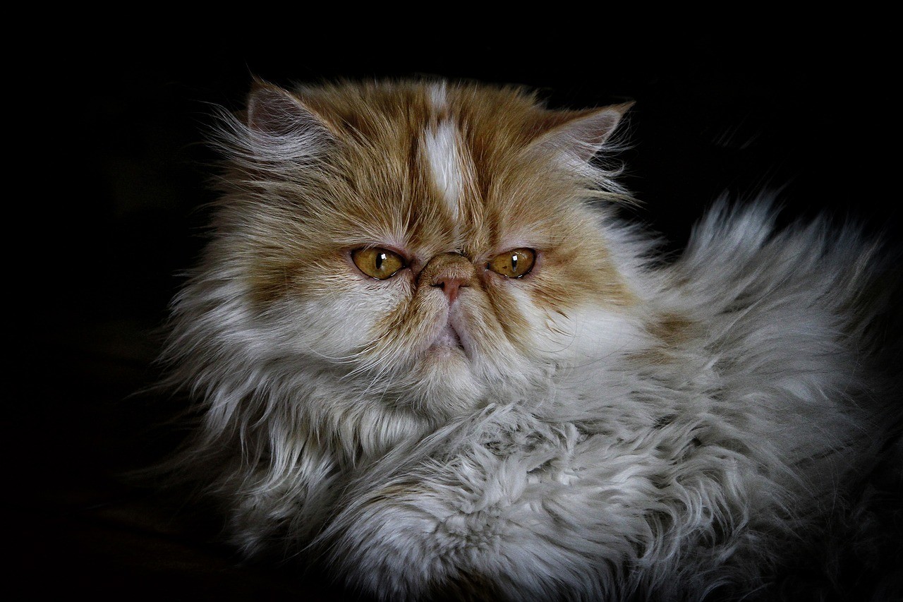 Katzenenzyklopädie: Perserkatze