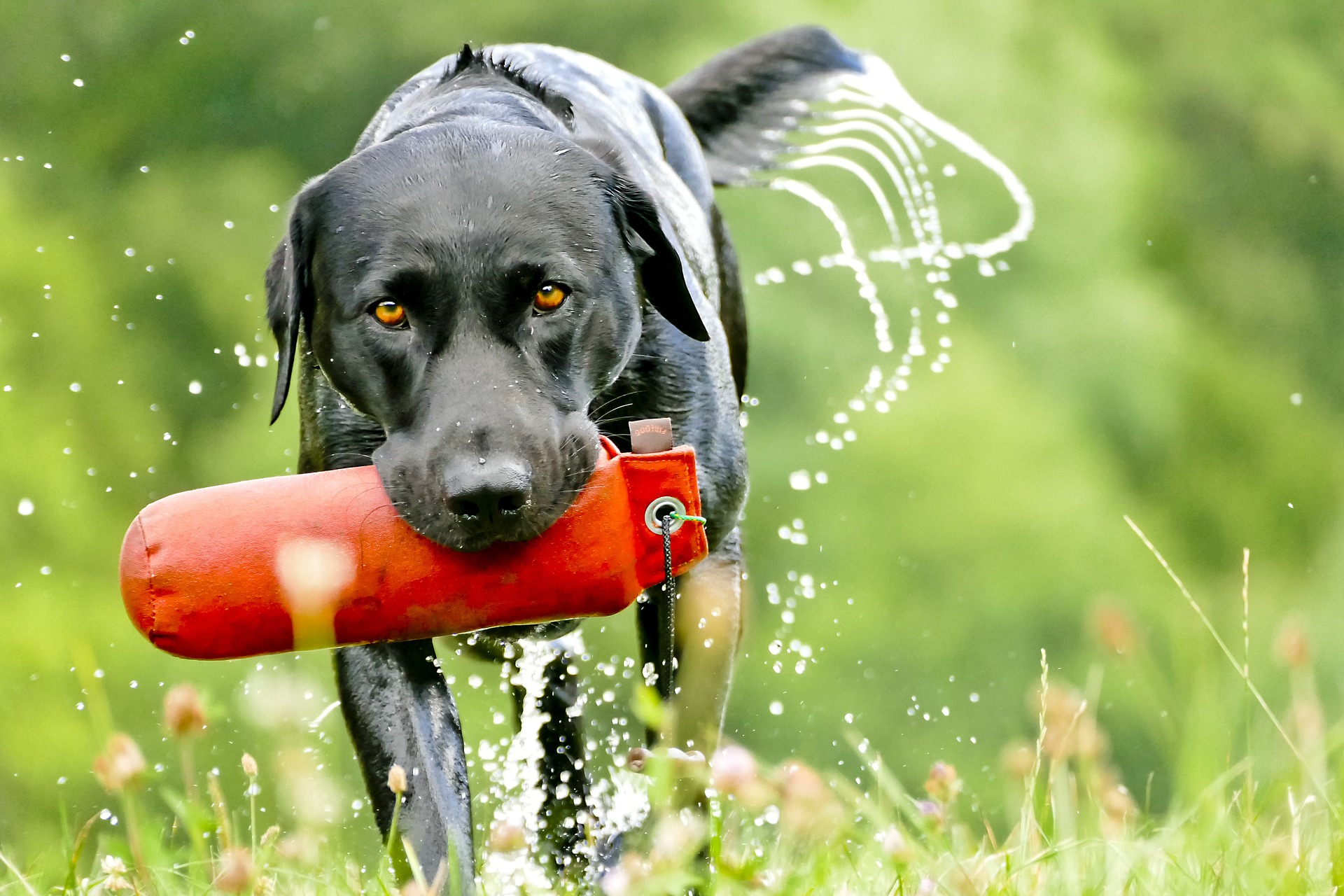 Ein Jagdhund ist ein Vierbeiner, der nach vorheriger Ausbildung als Helfer bei der Jagd eingesetzt wird.
