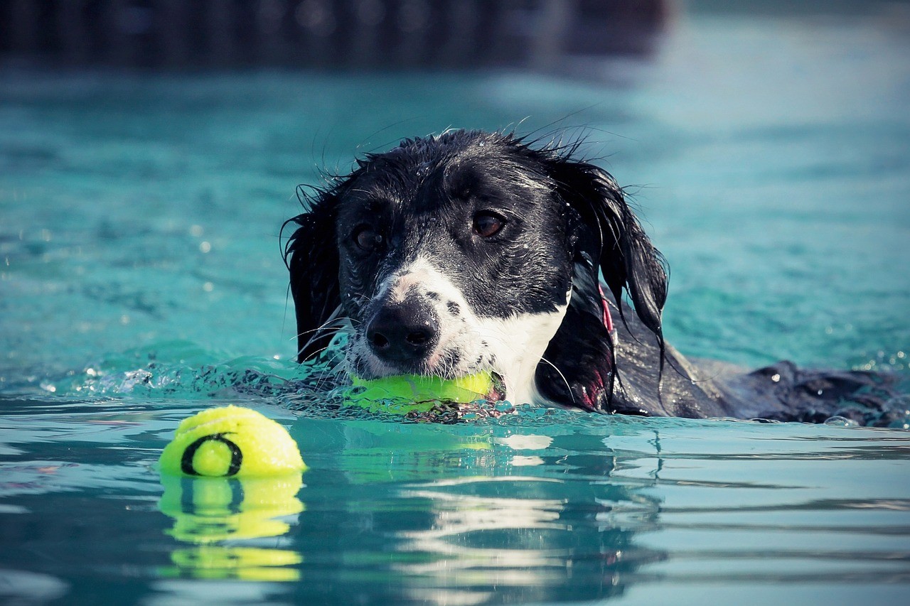 Sommer und Reisen mit einem Hund. Hund Überhitzung Anzeichen.
