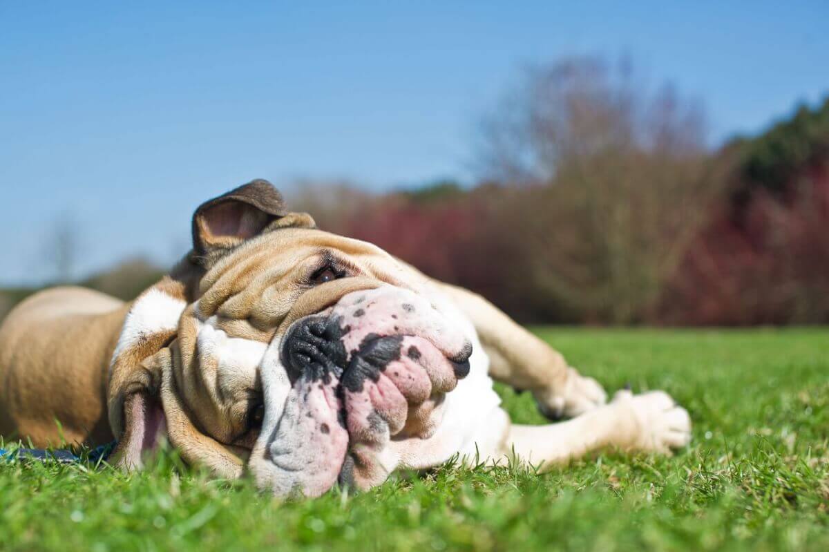 Wie Sie Ihrem Hund und Ihrer Katze helfen können, die Hitze zu überstehen