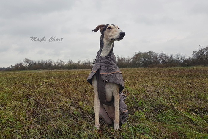 Wie wählt man eine Hundekleidung? Welche Hundekleidung ist die beste?