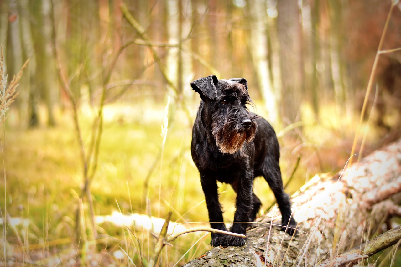 Hundeenzyklopädie: Zwergschnauzer