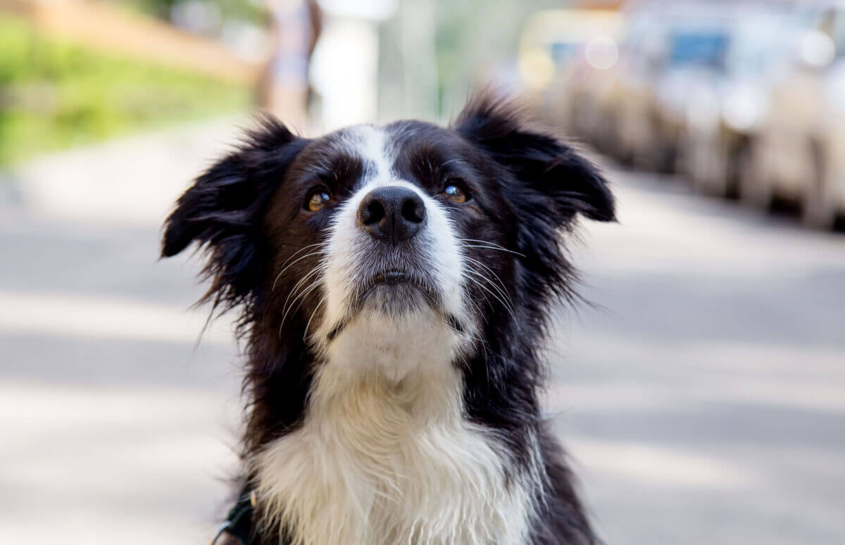 Wie beantragt man einen Hundepass und wie viel kostet er?
