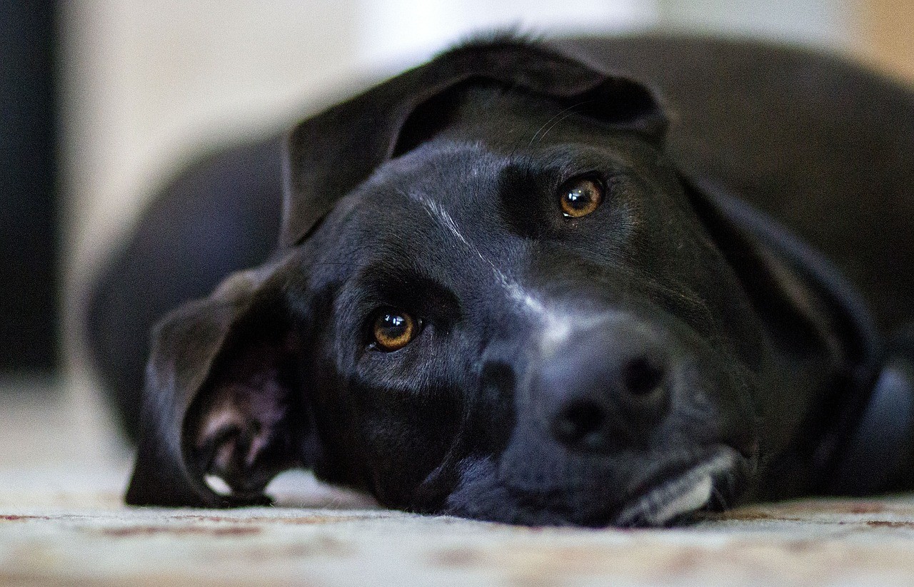 Erste Hilfe für einen Hund. Was sind die Regeln für die Erste Hilfe für Tiere?