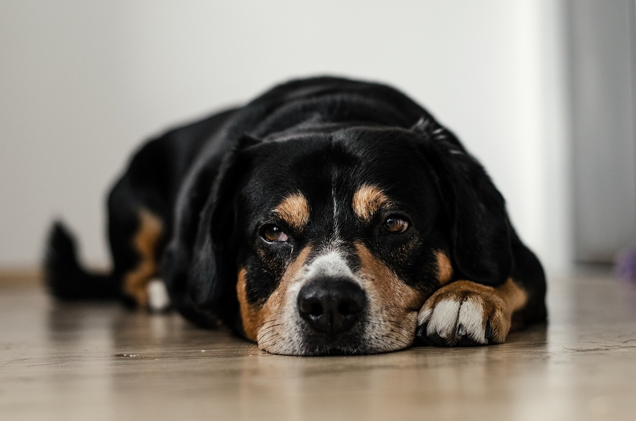 Wie können Sie Ihrem Hund und Ihrer Katze helfen, das neue Jahr zu überleben? Was soll Ihr Hund nicht essen?