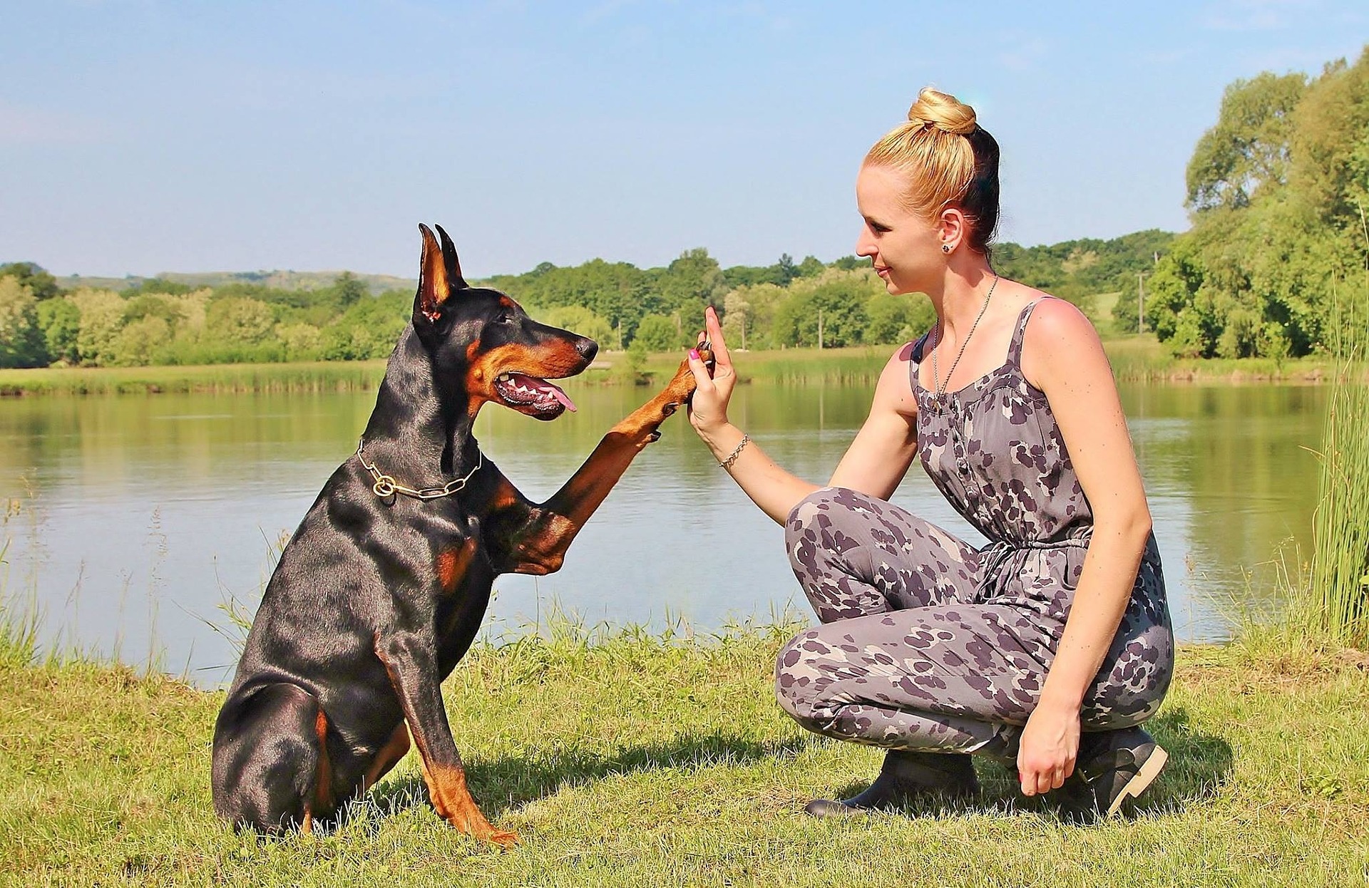 Wie können Sie Ihren Hund zur Arbeit motivieren? Wie können Sie Ihren Hund zum Trainieren ermutigen?