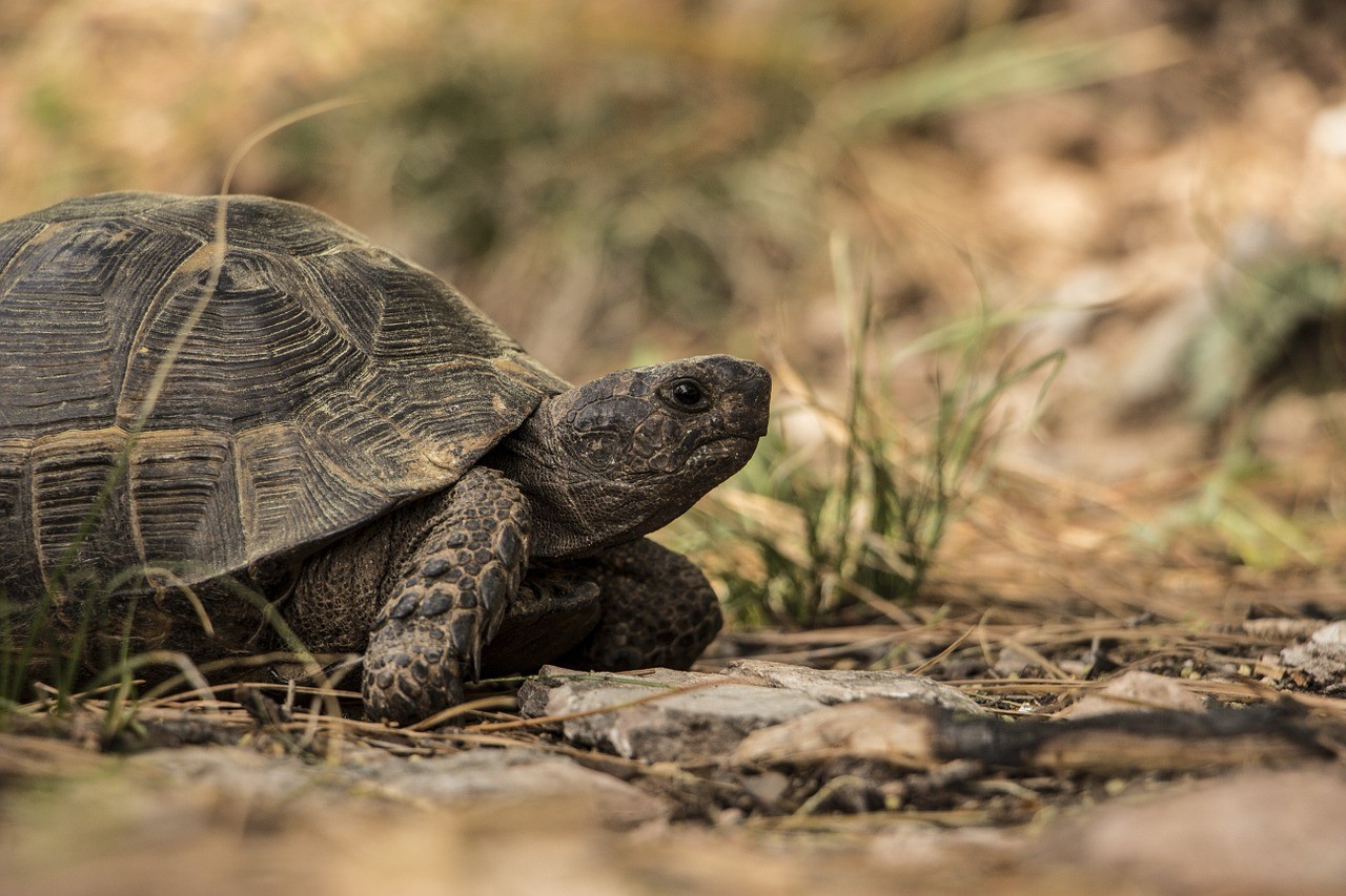 Schildkröten laufen, Schildkröten brauchen einen Lauf und viel Bewegung.